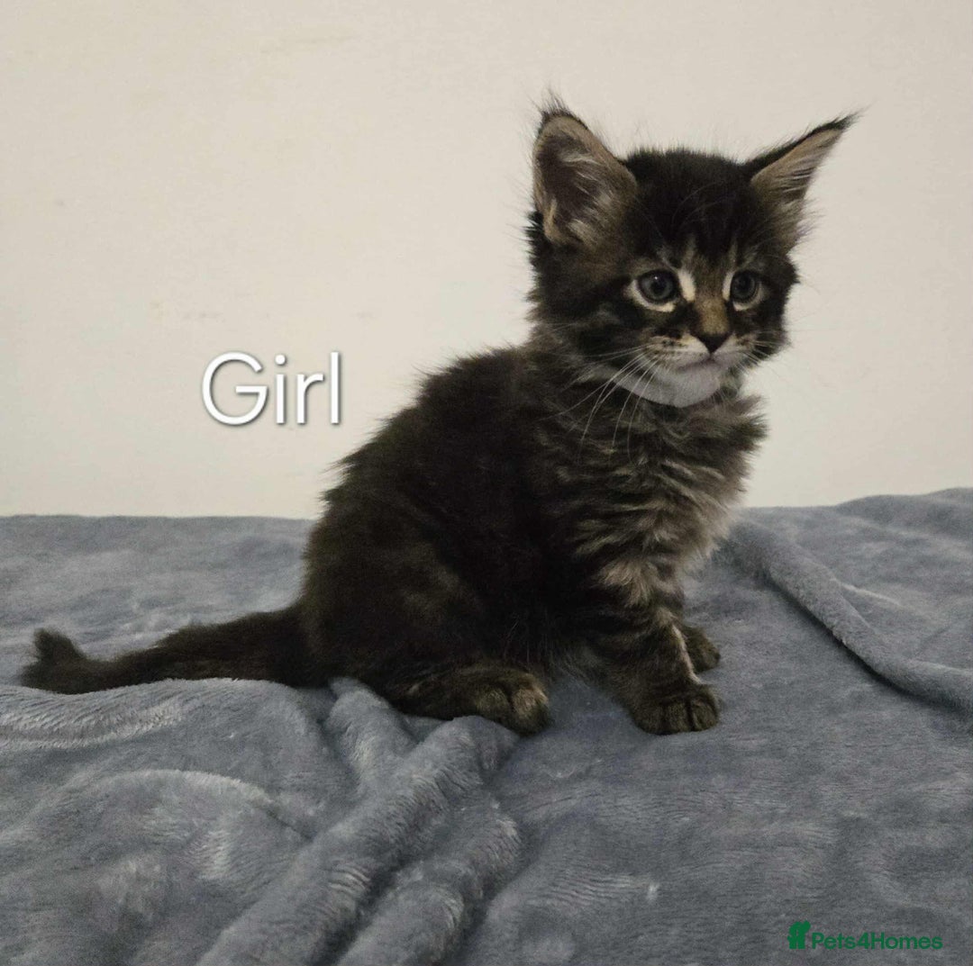 Maine Coon cats for sale: 4 Maine Coon kittens  - Image 5
