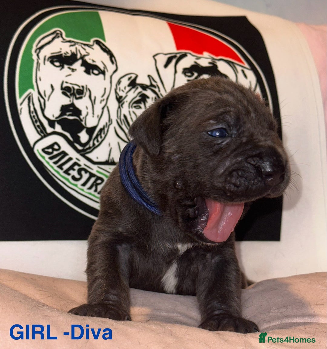 Cane Corso dogs for sale: Cane corso IKC/FCI  - Advert 7