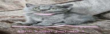 British Shorthair 5 pink collar blue female 