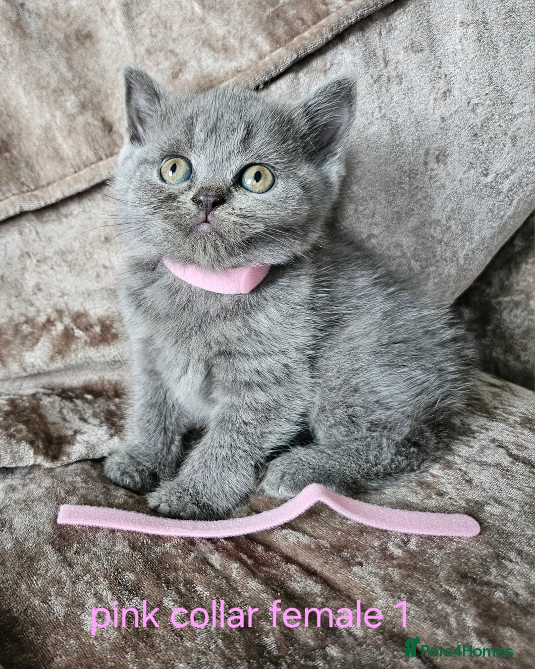 British Shorthair cats for sale: 5 pedigree British blue shorthairs kittens  - Advert 2