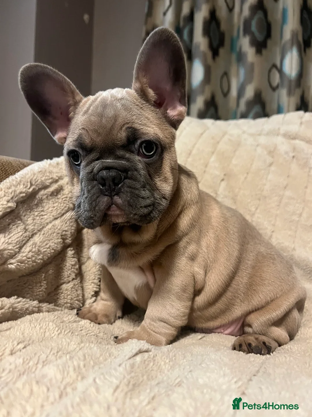 French Bulldog dogs for sale: FRENCH BULLDOG PUPS  - Advert 8