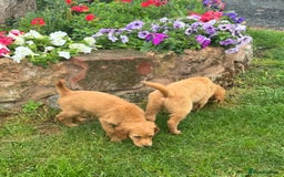 Golden Retriever dogs for sale: Dark fox red KC golden retriever puppies - Image 19