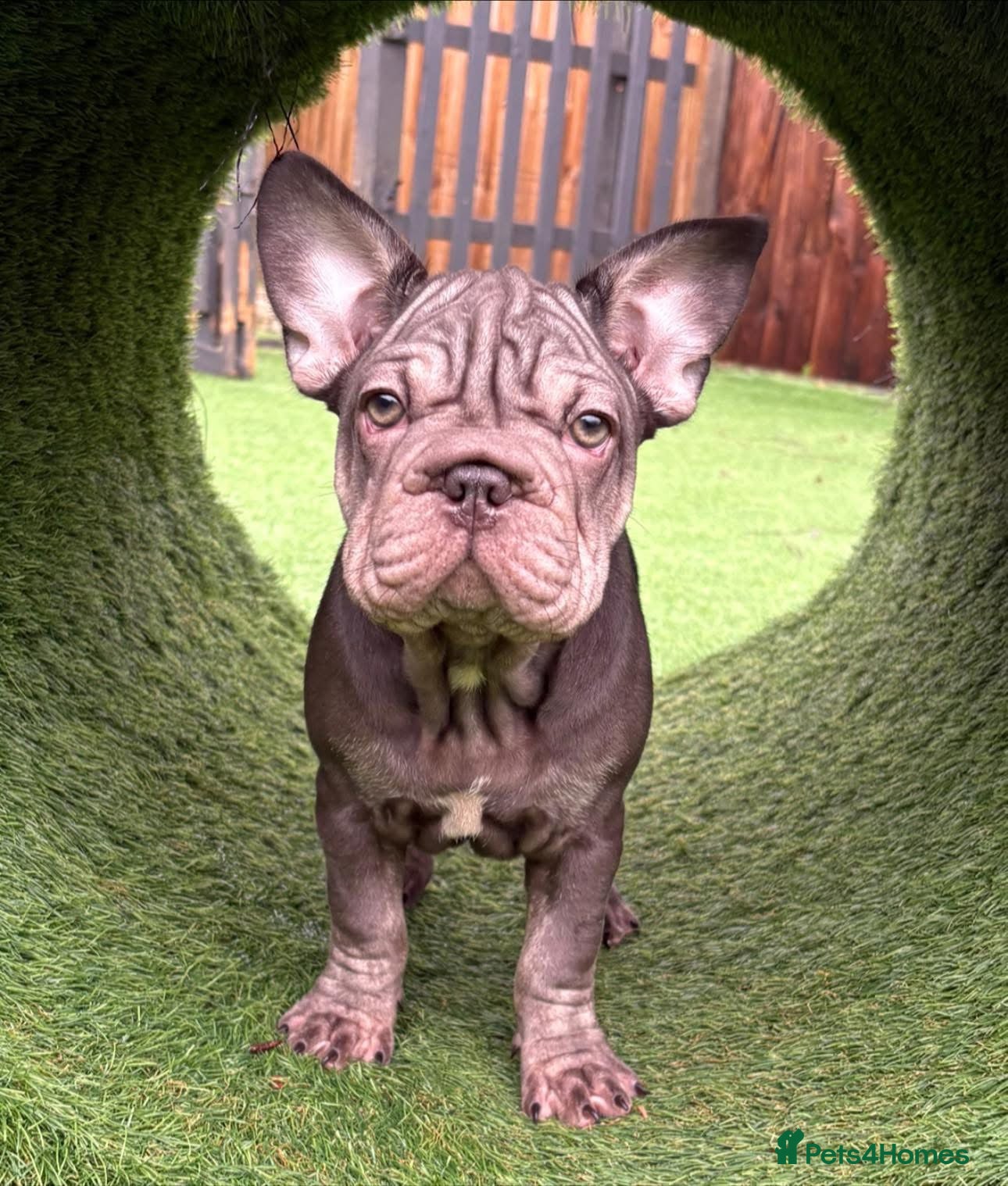 French Bulldog dogs Male Frenchie pup - Advert 1