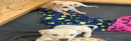 Labrador Retriever dogs for sale: KC registered Labrador puppies  - Advert 2