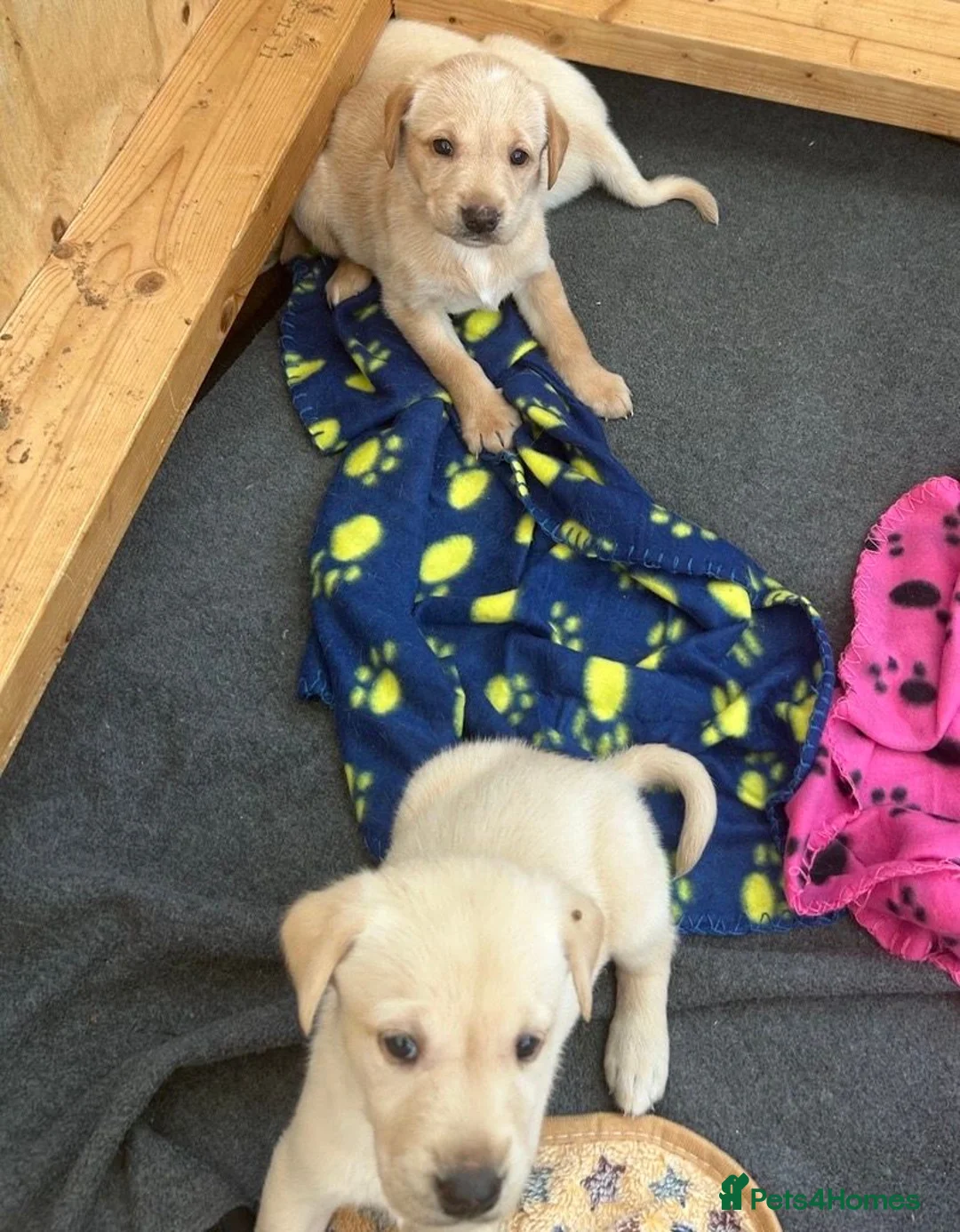 Labrador Retriever dogs for sale: KC registered Labrador puppies  - Advert 2