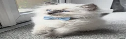 Siberian cats for sale: GCCF neva Champion bloodlines siberians - Advert 15