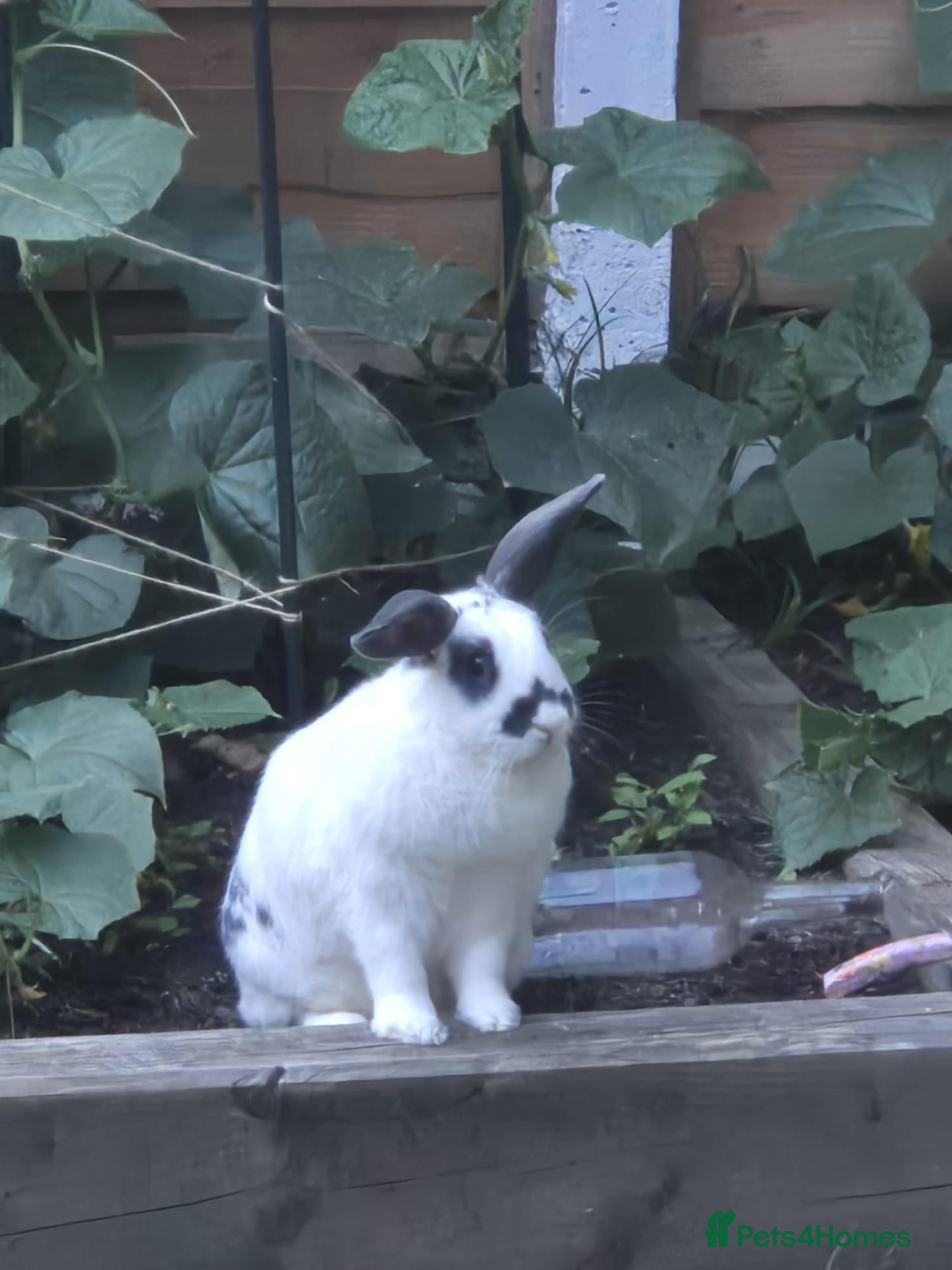 English Lop rabbits I am looking for a loving home. - Advert 1