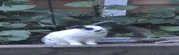 English Lop rabbits for sale: I am looking for a loving home. in Heywood - Advert 1