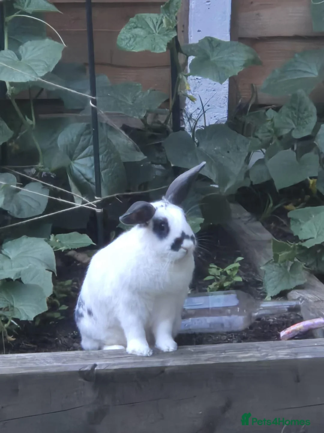 English Lop rabbits for sale: I am looking for a loving home. in Heywood - Advert 1