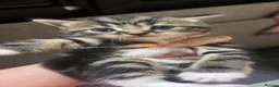Mixed Breed cats for sale: Calico cross Norwegian forest cat - Advert 3