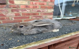 Mixed Breed rabbits for sale: Mixed breeds rabbits  9 to 14 weeks 3 left  - Advert 5