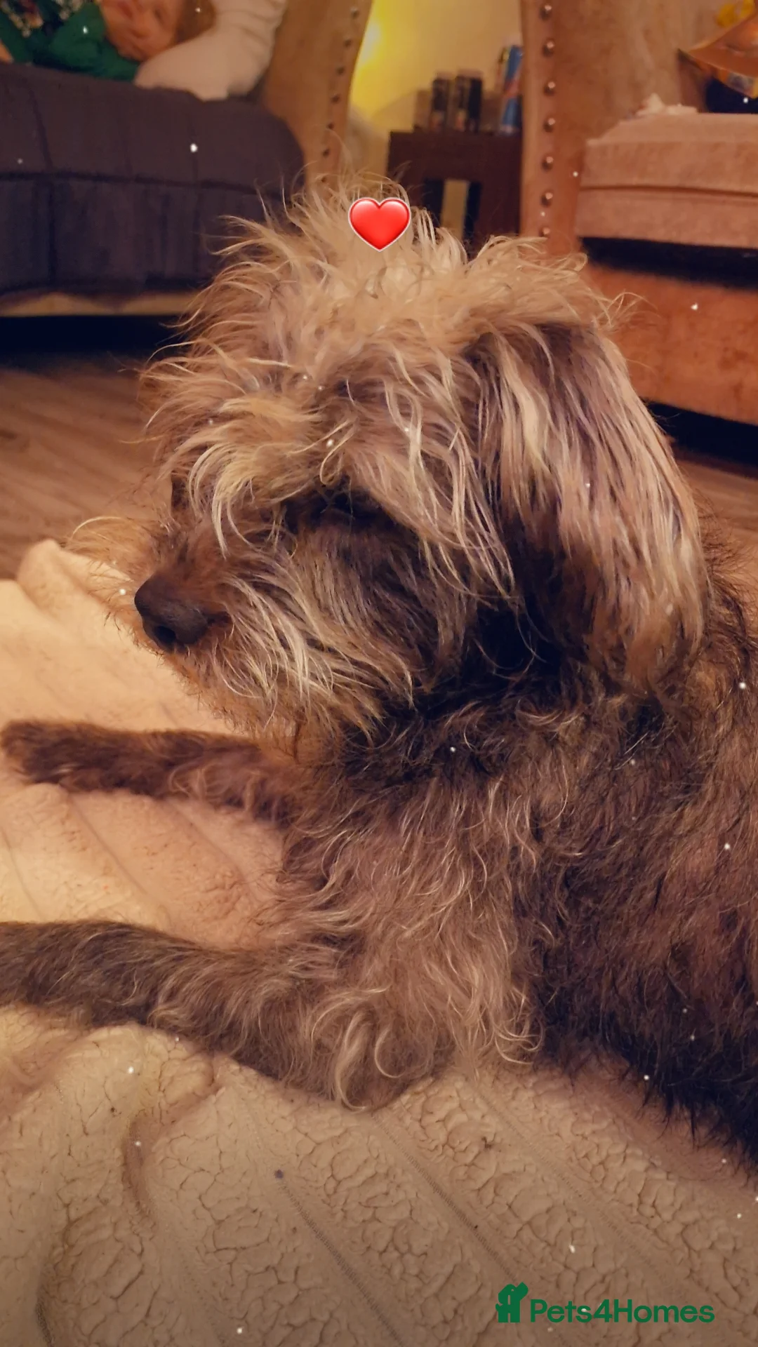 Mixed Breed dogs for sale: Floodle  - Advert 2