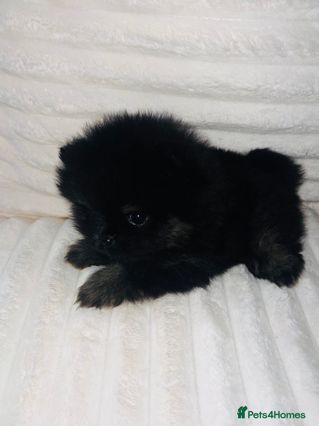 Pomeranian dogs for sale: Adorable Mini Pomeranian Puppies - Image 6
