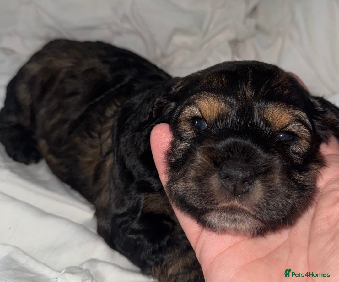 Cockapoo dogs for sale: black sable cockapoo girl  - Advert 31