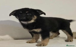 German Shepherd dogs for sale: German shepherd pups  - Image 7