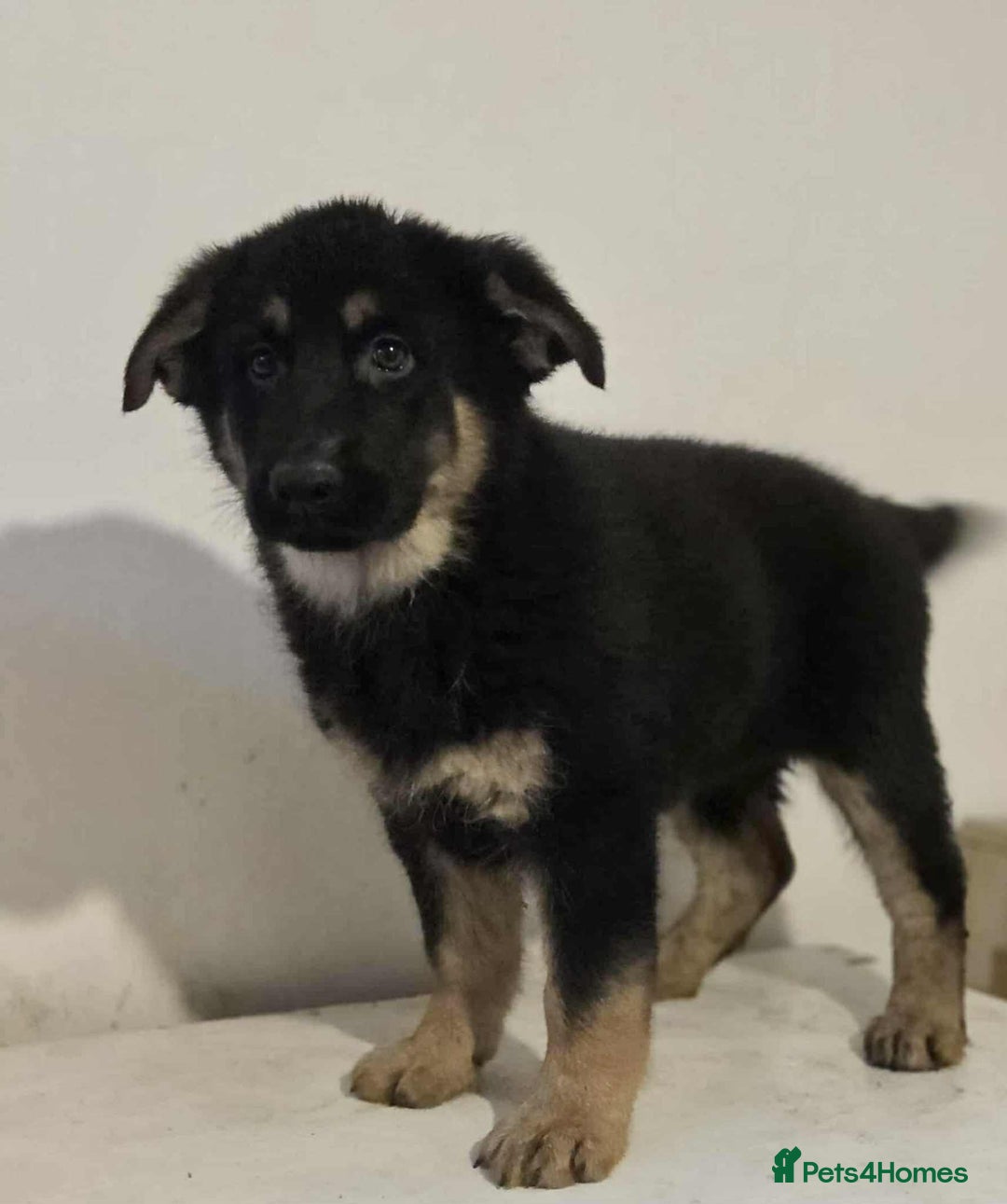 German Shepherd dogs for sale: German shepherd pups  - Image 7