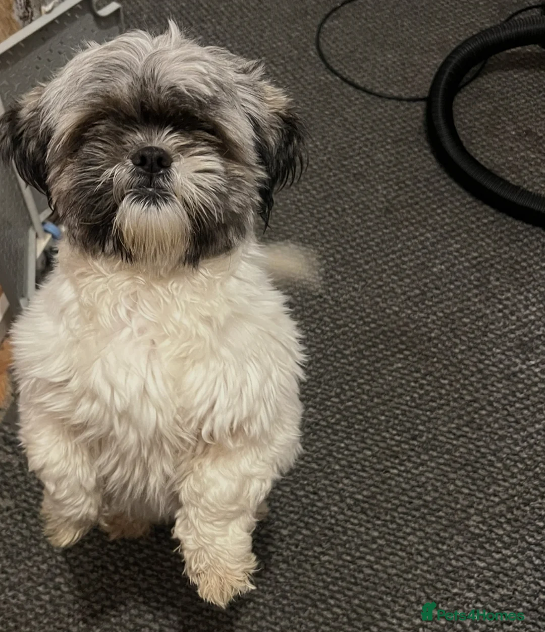 Shih Tzu dogs for sale: Beautiful noodle  - Advert 1