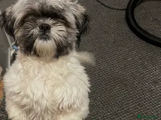 Shih Tzu dogs Beautiful noodle - Advert 18