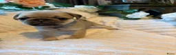 Pug dogs for sale: Beautiful pure breed male pug puppies  in Shrewsbury - Advert 11
