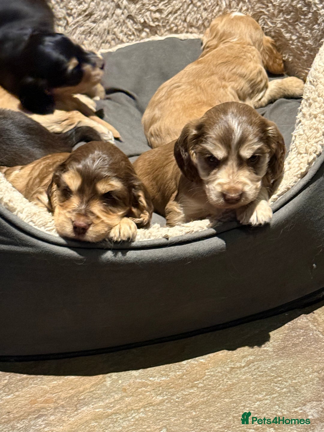 Cocker Spaniel dogs for sale: Wonderful show type cocker spaniels - Image 11
