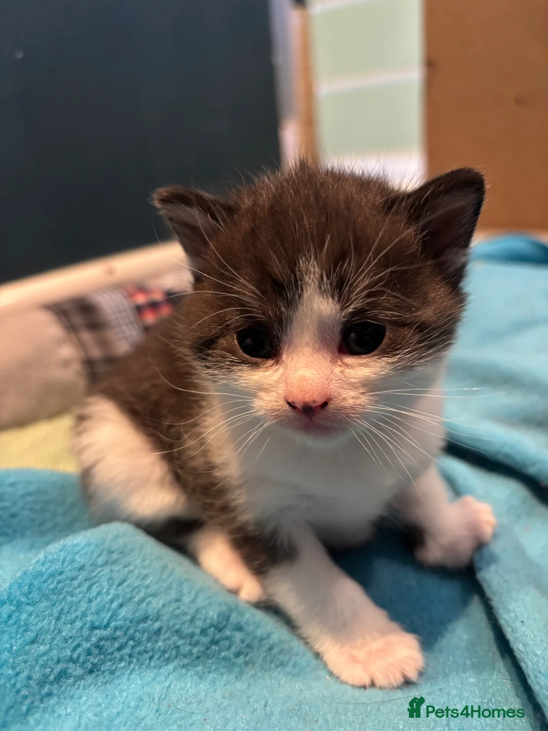 British Shorthair cats for sale: British short hair cross kittens  - Advert 2