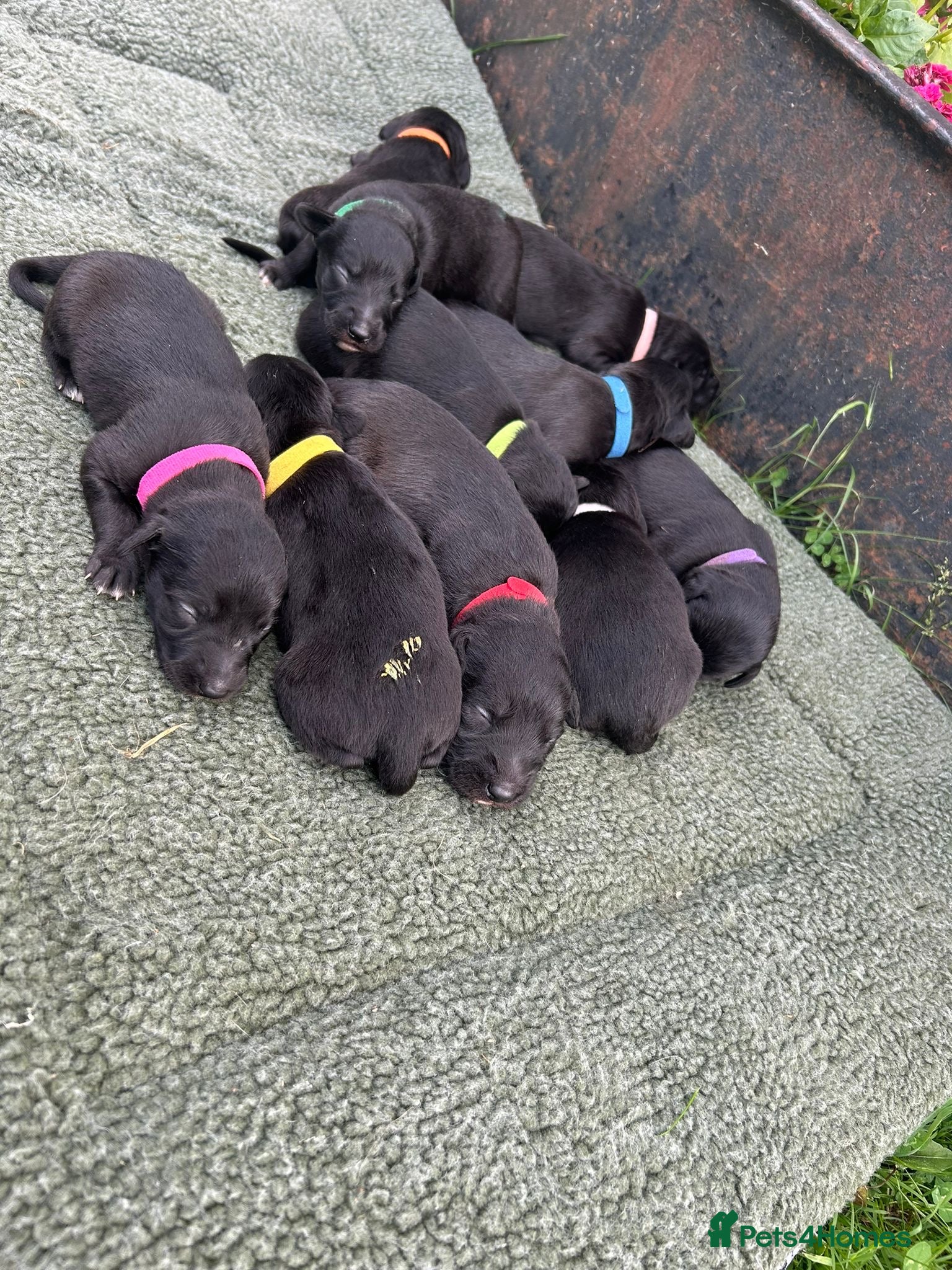 Mixed Breed dogs Beautiful Bedlington Whippet First Cross Puppies - Advert 2