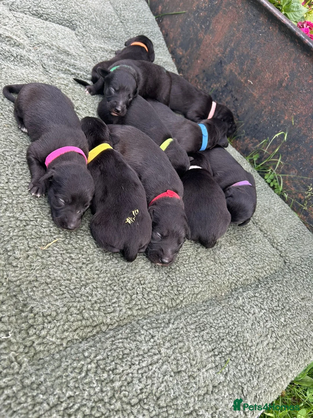 Mixed Breed dogs for sale: Beautiful Bedlington Whippet First Cross Puppies in Okehampton - Advert 2