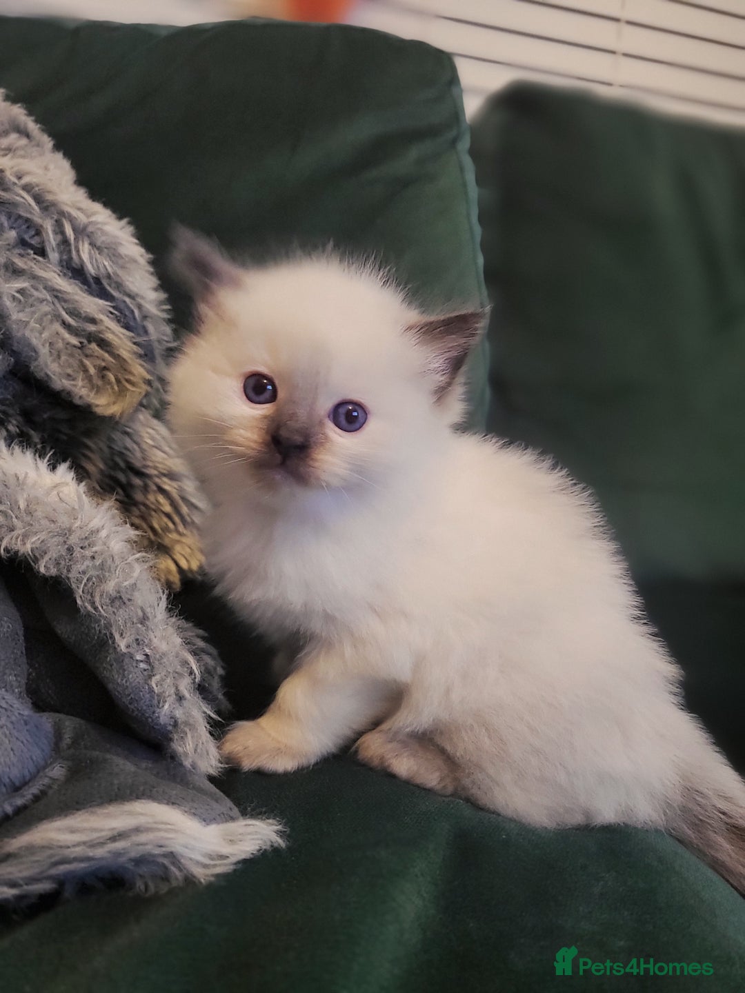 Ragdoll cats for sale: 1xmale 1xfemale ragdoll - Advert 2