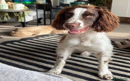 English Springer Spaniel dogs for sale: Rehoming male springer spaniel  - Image 3