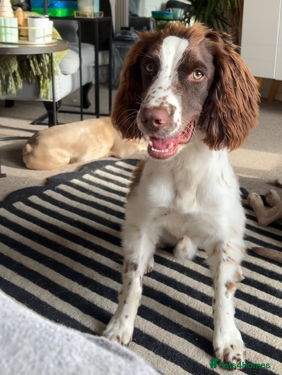 English Springer Spaniel dogs for sale: Rehoming male springer spaniel  - Image 3