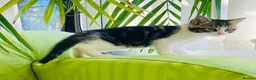 Mixed Breed cats for sale: Kittens for sale ,mixed breed, wonderful behaviour - Advert 21