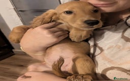 Cocker Spaniel dogs for sale: READY TO LEAVE 5 Golden Show Cocker Spaniels!  in Stanley - Image 6