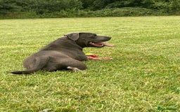 Staffordshire Bull Terrier dogs for sale: Beautiful kc blue staff pups by pharaon Bullscaff - Image 5
