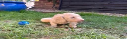 Miniature Dachshund dogs for sale: Beautiful Cream Long Haired Miniature Dachshunds - Advert 7