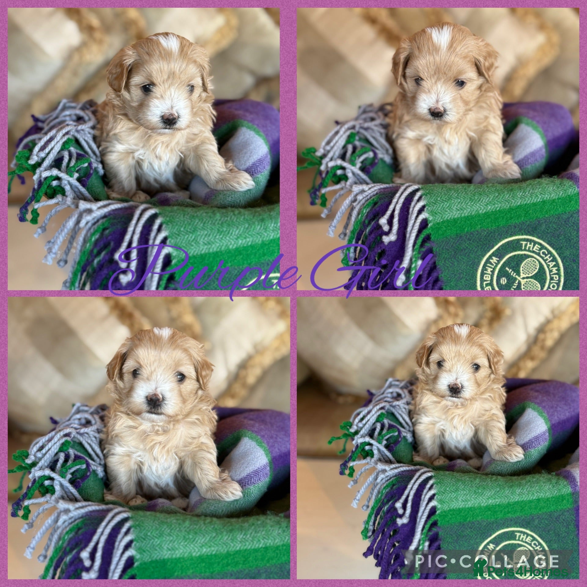 Maltipoo dogs Tiny prestige champion Asian Russian Maltipoos💜 - Advert 2
