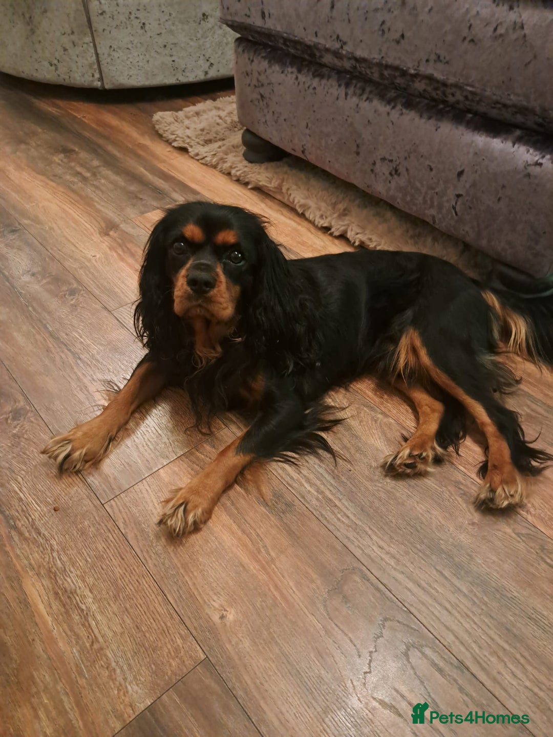 Cavalier King Charles Spaniel dogs for stud: FOR STUD ONLY  - Advert 4