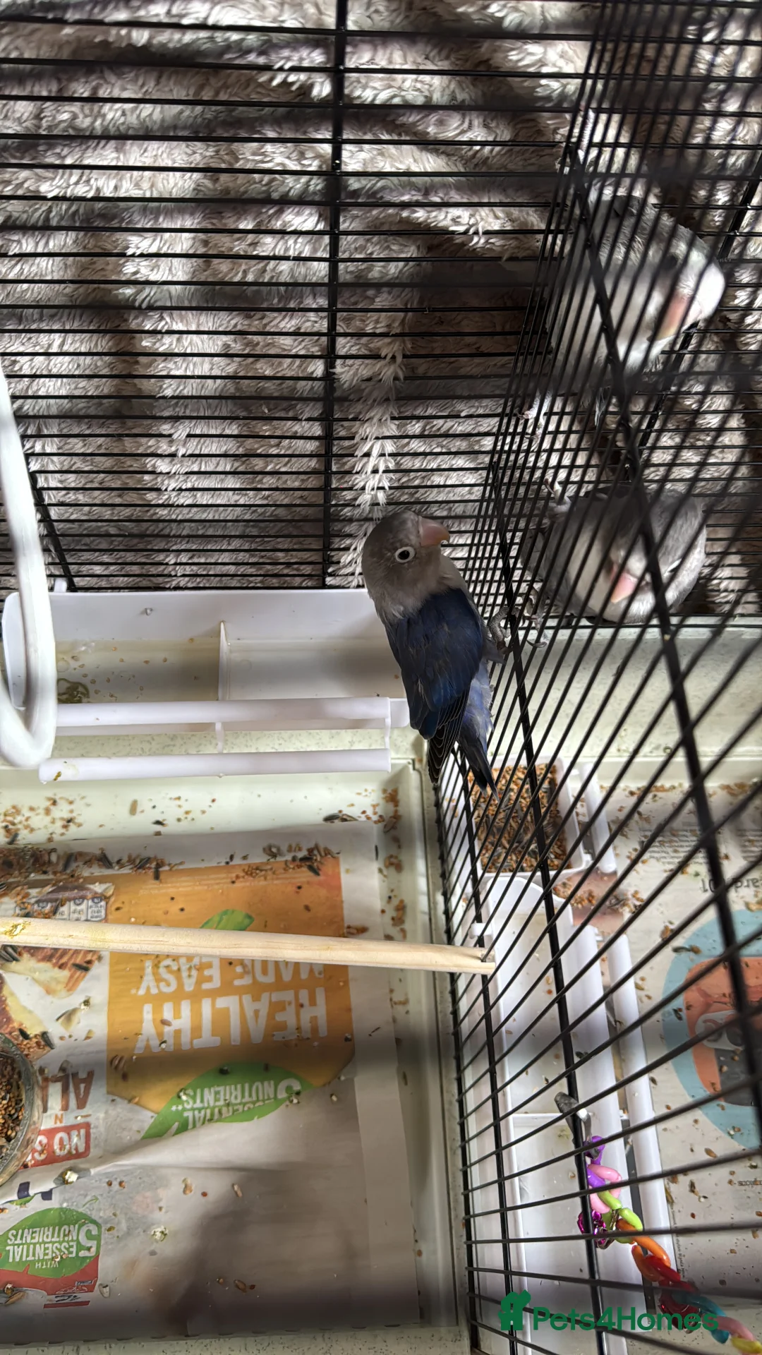 Lovebirds birds for sale: Grey white lovebirds - Advert 3