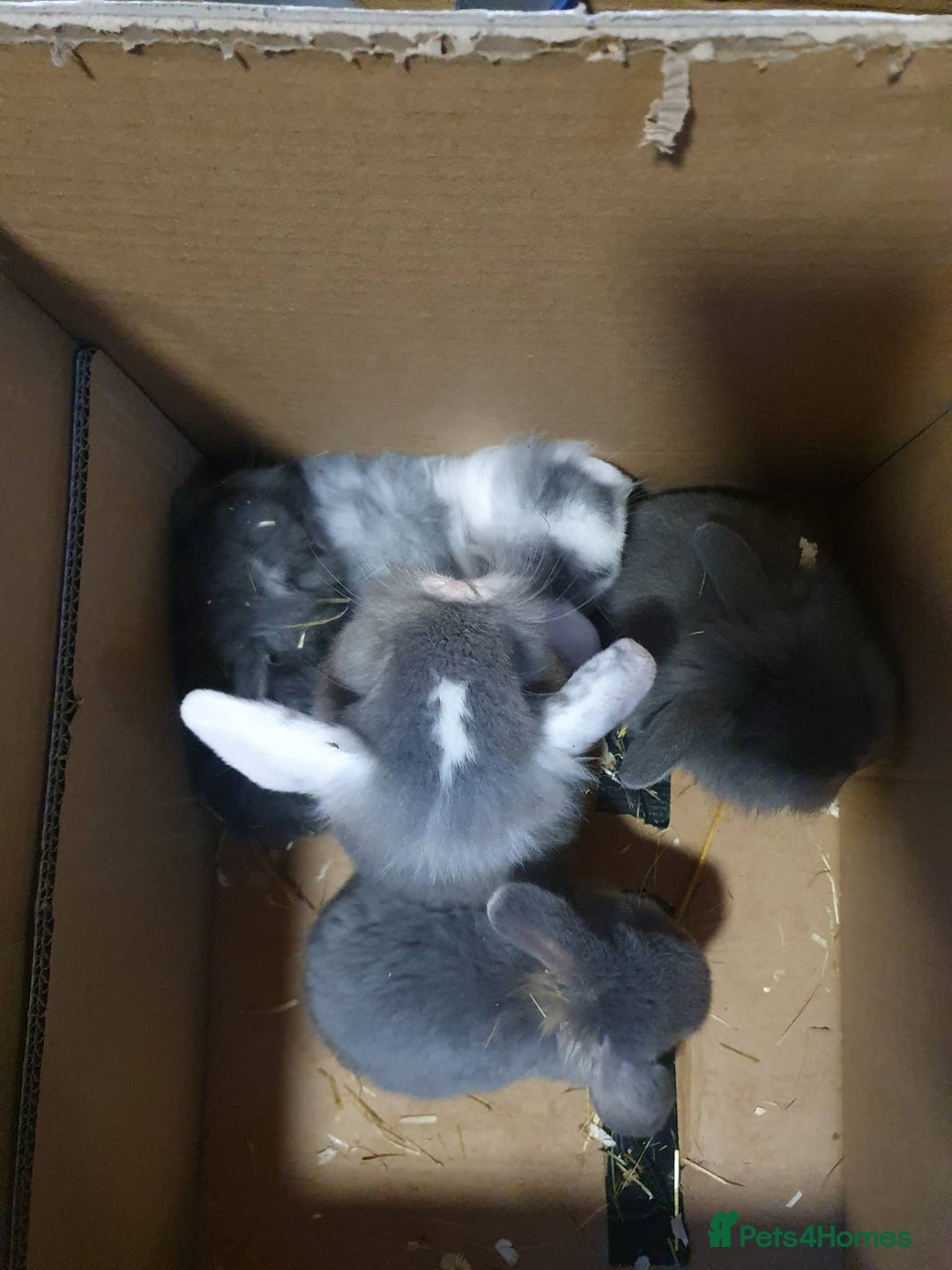 Mixed Breed rabbits for sale: Lion Head x Vienna Lop - Advert 4