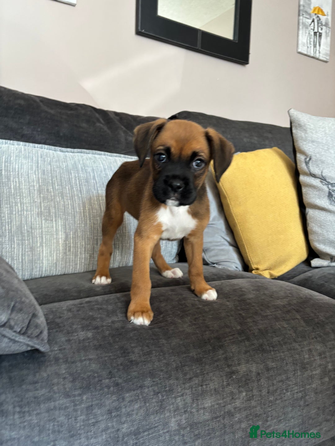 Boxer dogs for sale: Gorgeous boxer puppies for sale  - Image 10