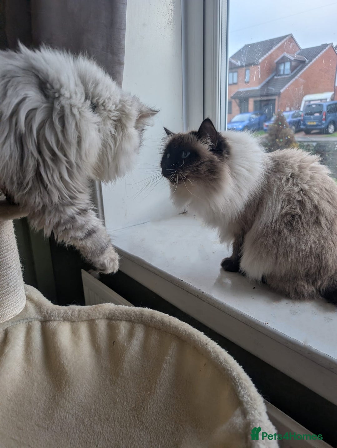 Perdoll cats for sale: Gorgeous Rare Perdoll Boy❤️ - Advert 3