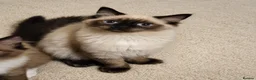 Ragdoll cats for sale: Purebred Cherubim (Mink) & Traditional Ragdolls - Advert 12