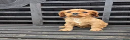 Cavapoo dogs for sale: Beautiful f1b cavapoo puppies  - Advert 8
