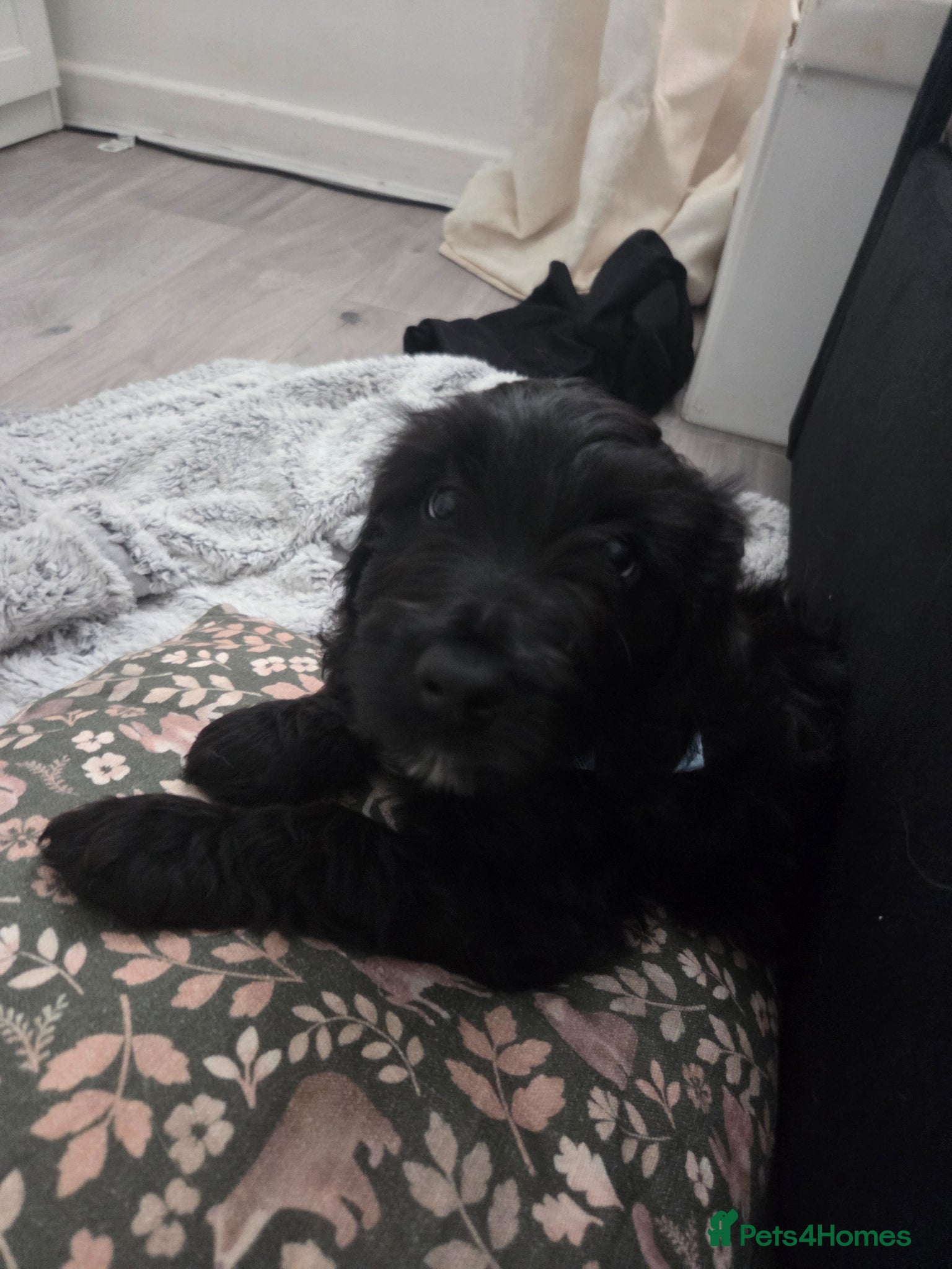 Mixed Breed dogs Golden Retriever x Cockapoo puppy - Advert 9