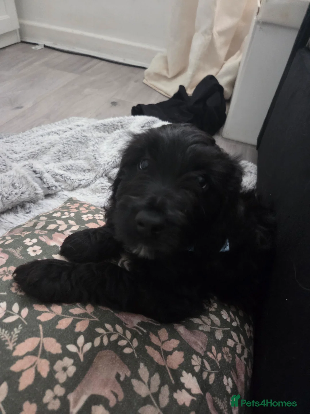 Mixed Breed dogs for sale: Golden Retriever x Cockapoo puppy - Advert 1