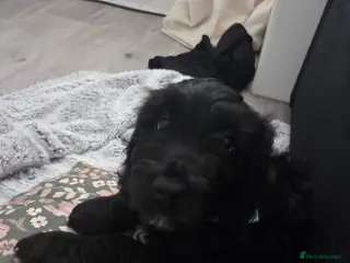 Mixed Breed dogs Golden Retriever x Cockapoo puppy - Advert 17