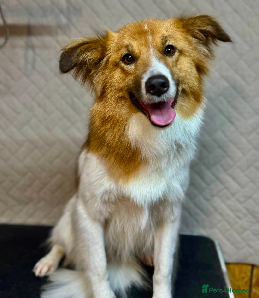 Border Collie dogs for adoption: Penny: The Puppy Left on the Roadside to Die - Image 2