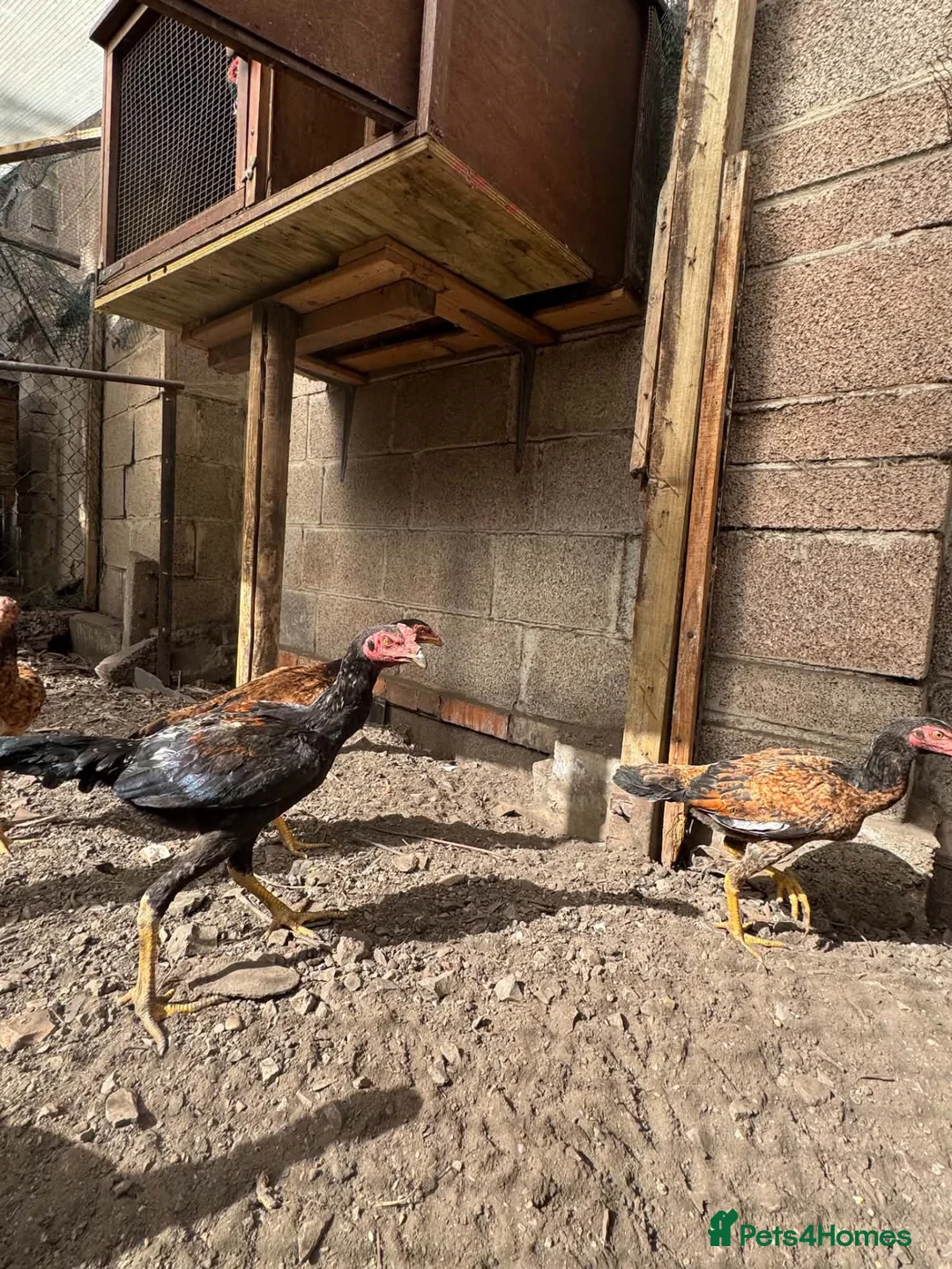 Chickens poultry for sale: O-Shamo Hens and Cockerels in Bridgwater - Advert 14
