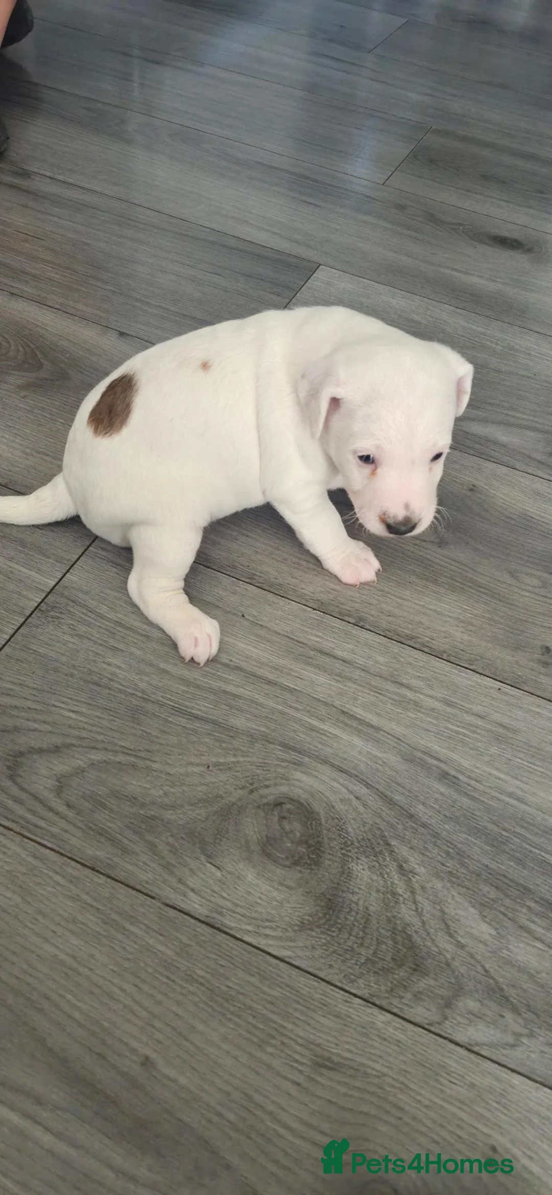 Parson Russell dogs for sale: Parson rusell terriers - Advert 1