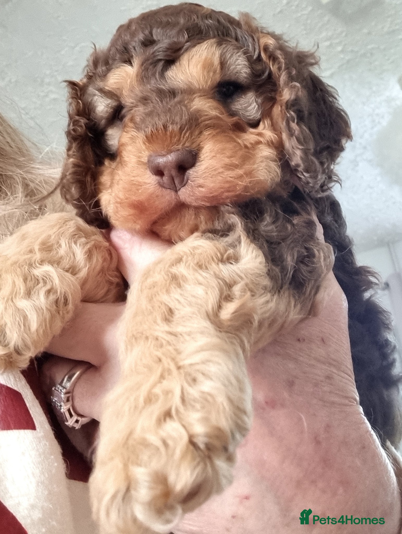 Cockapoo dogs F2 Cockapoo - Advert 16