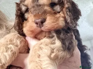 Cockapoo dogs F2 Cockapoo - Advert 16